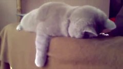 Meow Compilation