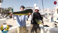 Sea lion steals giant fish