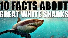 10 Facts About Great White Sharks