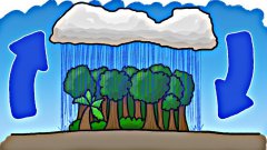 Which Came First - The Rain or the Rainforest?