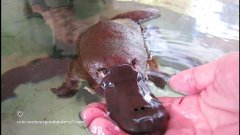 Playing With A Friendly Platypus