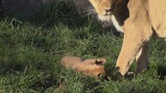 Lion Cubs Outside