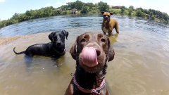 GoPro Dog Faces
