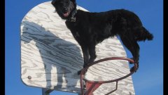Lexi Performs Amazing Dog Parkour Tricks