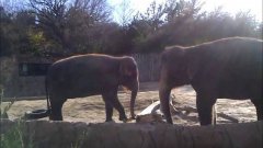 Elephants Tries To Break Stick