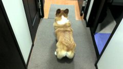 Corgi Shakes Its Butt