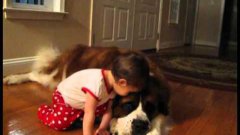 Toddler Hugs And Cuddles Giant St. Bernard
