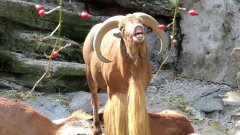Ram screaming like a human