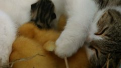 Mother Cat Adopts Ducklings