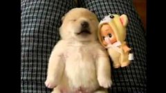 Cute Puppy Sleeping