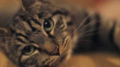 Cat’s Guide To Taking Care Of Your Human