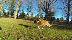 Two Legged Dog Runs