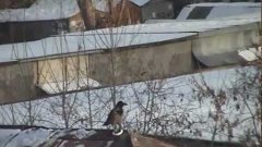 Crow Sleds Down Roof Using Plastic Lid
