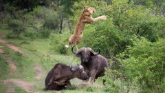 Buffalo Launches Lion Into The Air