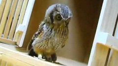 Owl hunts invisible prey
