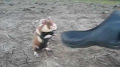 Evil Hamster Rattata Jumps And Scratches