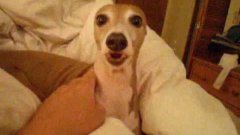 Italian Greyhound Is Adorably Terrified By Creepy Halloween Story