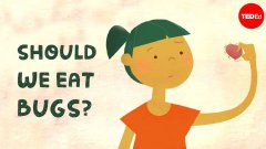Should We Eat Bugs?