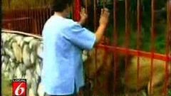 Lion Hugs, Kisses Woman Who Saved The Lion