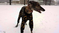 Excited Dog Plays In Snow