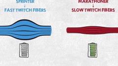 Sprinter VS Marathoner Explained