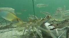 Day in the life of a Crab net