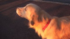 Dog Adorably Imitates Siren