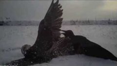 How Falcons Catch Prey