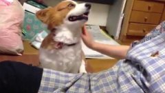 Adorable corgi wants more petting