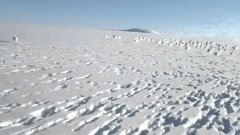 Stampede Of Polar Rabbits Run Away From Snowmobile