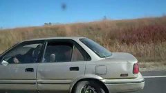 Horse In Car On Highway