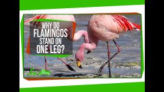 Why Do Flamingos Stand on One Leg?