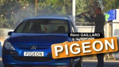 Pigeon prank