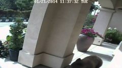 Elderly Couple Don’t Notice Bear