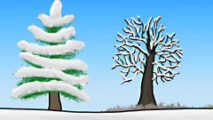 How do Trees Survive Winter?