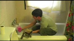 How To Wash A Cat