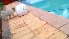 Pug Puppy Playing With Ball Falls In Hole