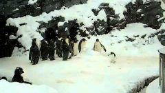 Heavy Metal Penguin