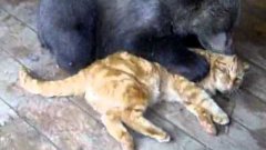 Cat And Bear Cub Play