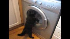 Cat VS Washing Machine