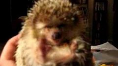Hedgehog eating a carrot﻿