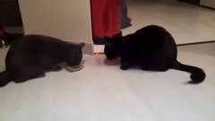 2 Cats 1 Bowl