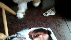 Cat Hates Justin Bieber