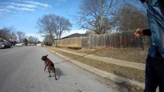 Dog Boarding
