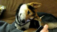 Dog Confused By iPhone