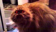 Cat From Hell