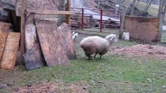 Bouncing Sheep Plays With Dog