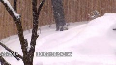 Toronto Zoo Giant playing with snow