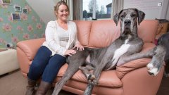 Britain's Biggest Dog