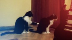 Cat tries to apologize